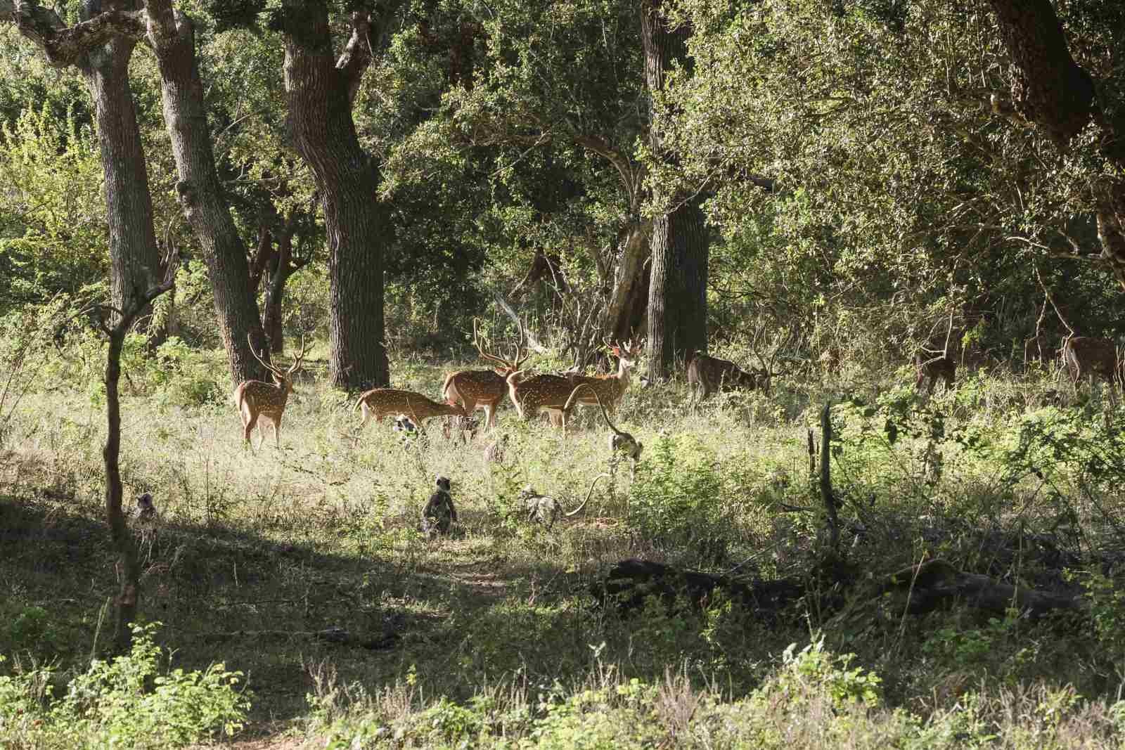 Safari Life - Image 8